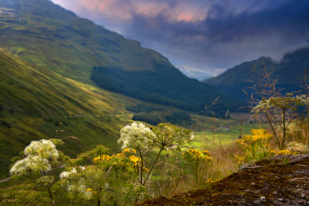 Argyll Forest Park, a forest park located on the Cowal peninsula in Argyll and Bute, Scottish Highlands