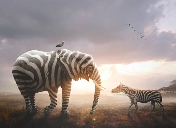 A surreal image of an African elephant wearing black and white zebra stripes