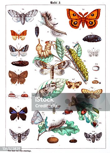 istock Butterflies on white background 3, color illustrations 1341513839