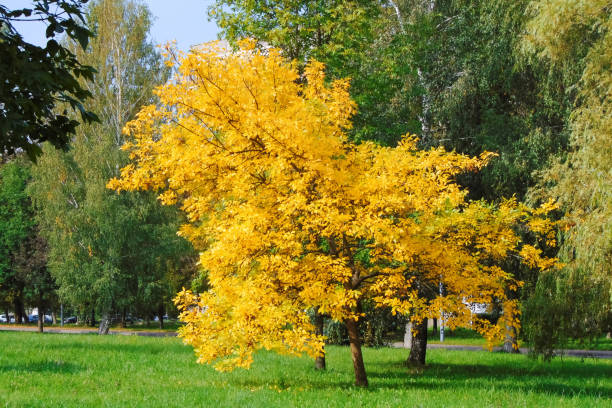 istock Yellow autumn tree among green trees and grass 1341515458