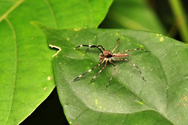 istock brown spider on the green leaf 1341515773