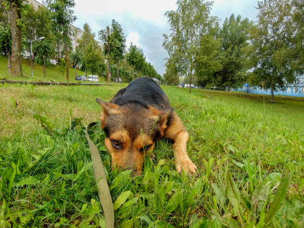 istock German Shepherd on a background of green grass 1341516119