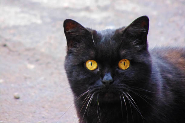 istock Black cat with yellow eyes, closeup portrait 1341516178