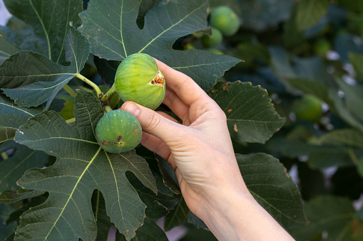 A woman's hand plucks a ripe fig from a fig tree.
