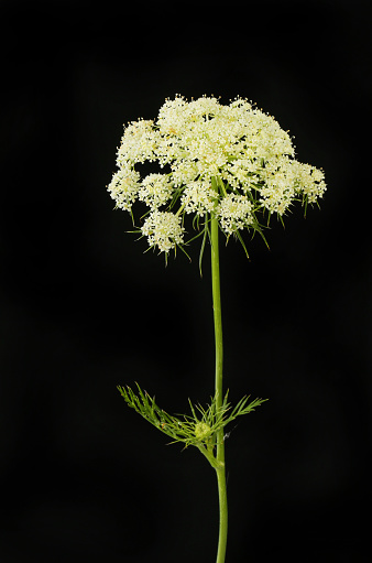 Carrot flower and foliage isolated against black