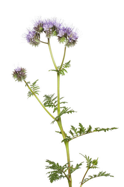 istock Flowering phacelia plant 1341519190