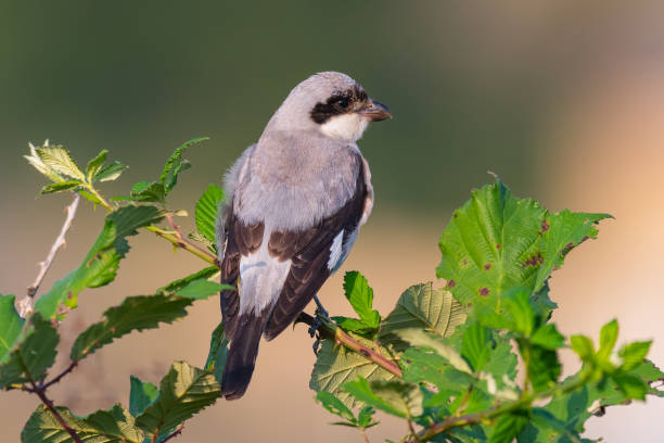 istock Lesser Grey Shrike, Lanius minor. In the wild 1341519786