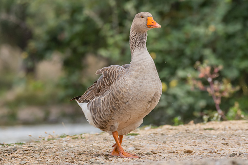 Large white domestic goose standing in garden.