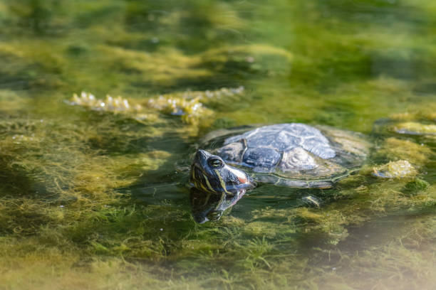 istock Red eared slider Trachemys scripta. Turtle portrait in the wild 1341519833
