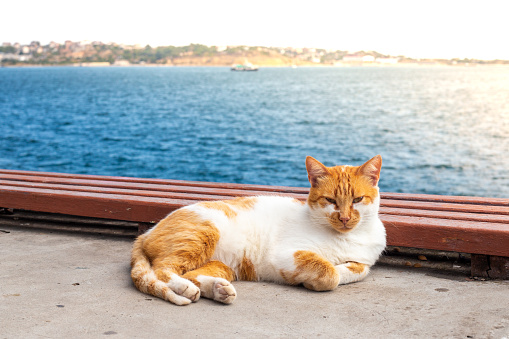 adult cat with red spots lies on the seashore, resting in the sun