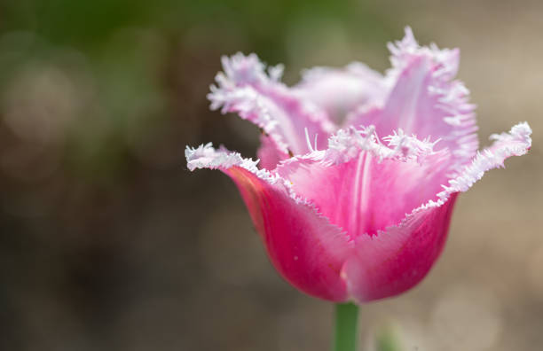 Close up of a tulip