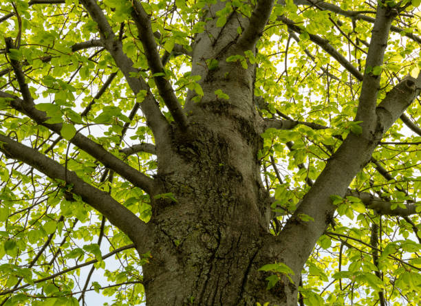 istock Close up of a tree 1341525210