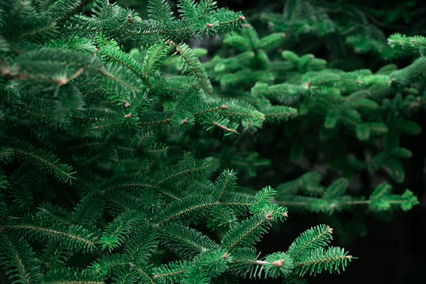 istock Pattern of beautiful young branches from a Christmas tree. Christmas background 1341525508