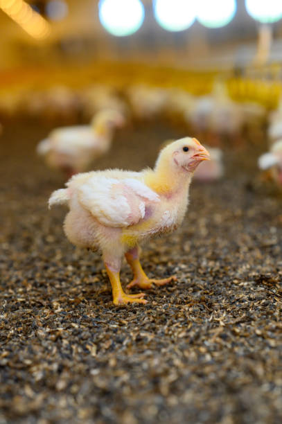 istock Small fluffy chicks farming organic. Close up tiny cute chick walking on the meadow. 1341525611