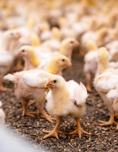 istock Cute tiny yellow chicks walking. Funny newborn chicks standing on a ground. 1341525612