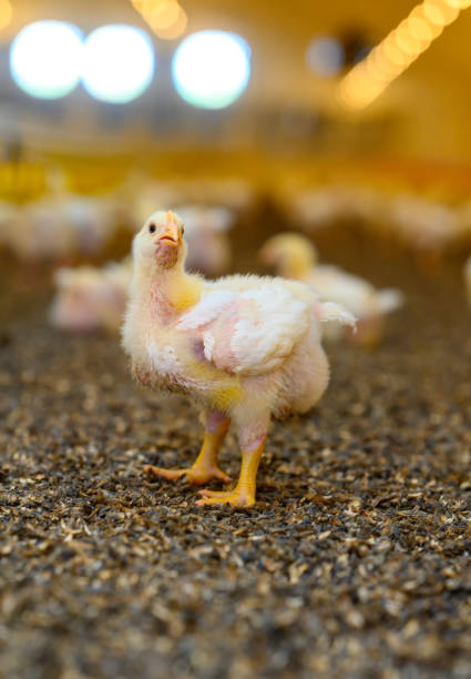 istock Small tiny cute chicks farming organic. Close up tiny yellow chick walking on the meadow. 1341525617