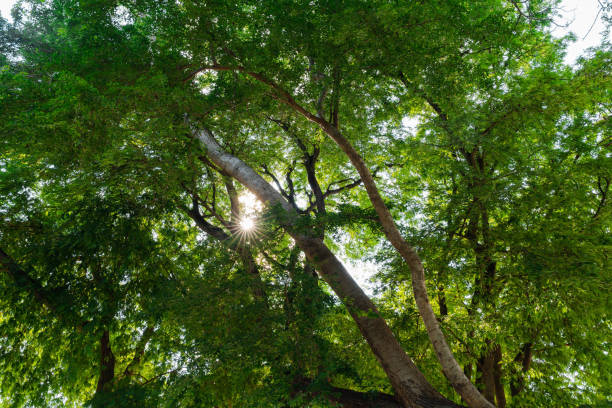 istock fresh green leaves on big tree branches with sun ray. sunlight through leaves in forest. fresh natural woods. 1341529270