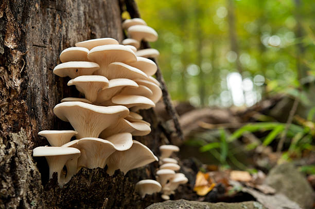 fresh oyster mushrooms on a dead tree A healthy looking clutch of fresh oyster mushrooms growing out of the base of a dead tree. Shot with shallow depth of field in natural light. mycology stock pictures, royalty-free photos & images