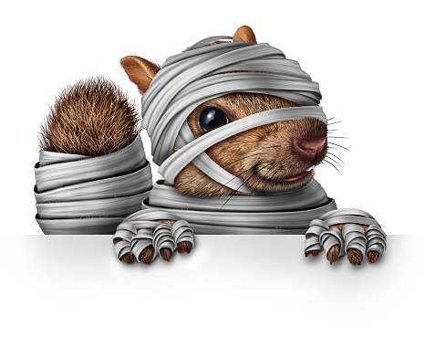 Cute Zombie squirrel as a halloween animal dressed as a mummy hanging over a blank banner sign with copy space as a cute furry rodent character gripping a billboard signage for advertising and marketing in a 3D illustration style.