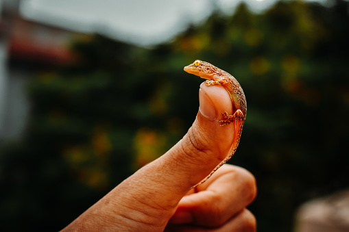 Closeup shot of baby gecko on human finger with cpy space. Animal lover people