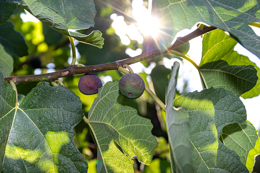 Rays of summer sunlight shine through the fig branches enhancing the green colour of the leaves.