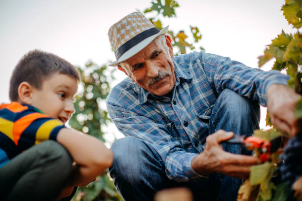 istock Picking grapes in the vineyard 1341530592