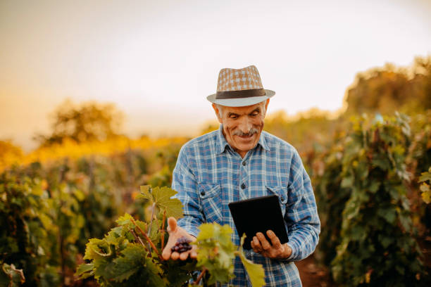 istock Picking grapes in the vineyard 1341530665