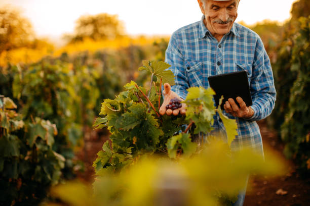 istock Picking grapes in the vineyard 1341530669