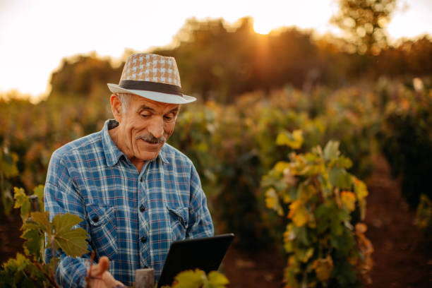 istock Picking grapes in the vineyard 1341530671