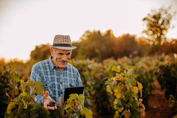 istock Picking grapes in the vineyard 1341530673