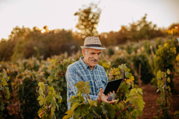 istock Picking grapes in the vineyard 1341530675