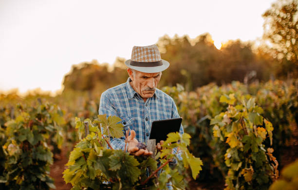 istock Picking grapes in the vineyard 1341530685