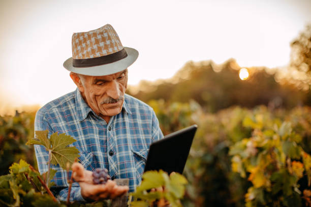 istock Picking grapes in the vineyard 1341530699