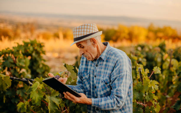 istock Picking grapes in the vineyard 1341530700
