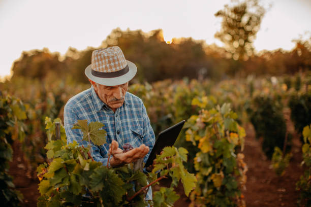 istock Picking grapes in the vineyard 1341530703