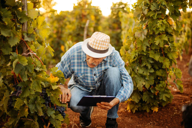 istock Picking grapes in the vineyard 1341530767