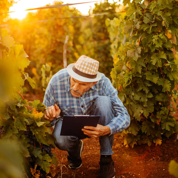 istock Picking grapes in the vineyard 1341530783