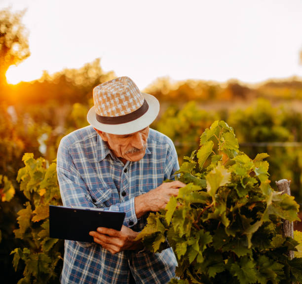 istock Picking grapes in the vineyard 1341530804
