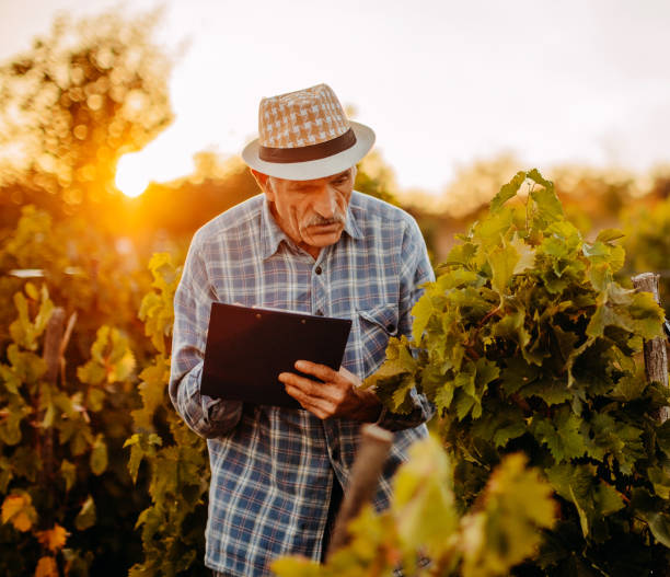 istock Picking grapes in the vineyard 1341530805