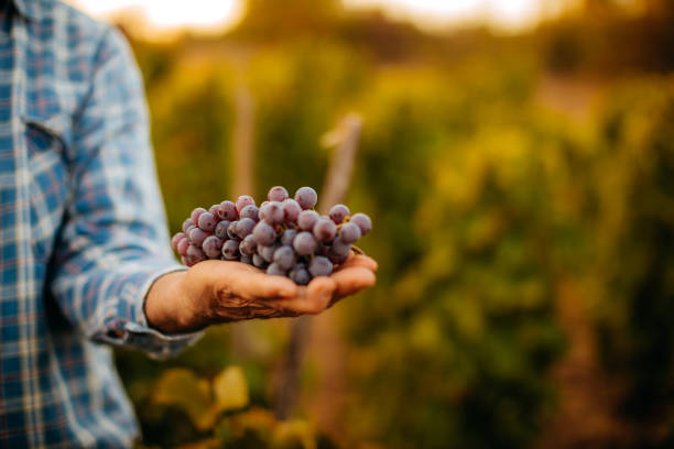 istock Picking grapes in the vineyard 1341530867