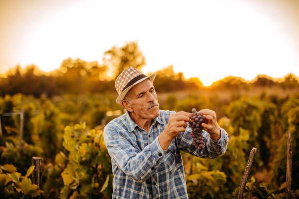 istock Picking grapes in the vineyard 1341531378