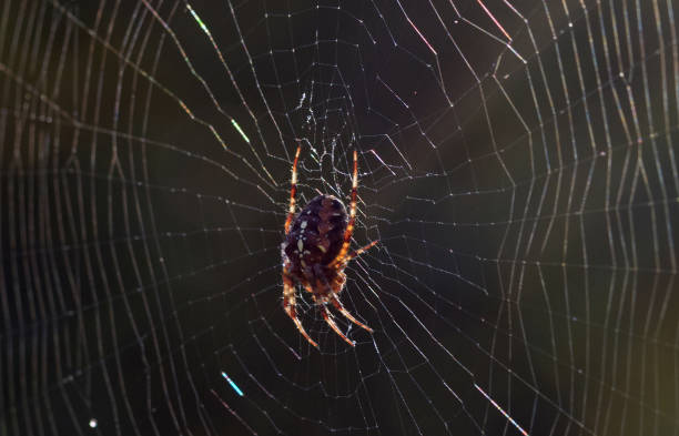istock garden spider in a beautiful spider web 1341531725