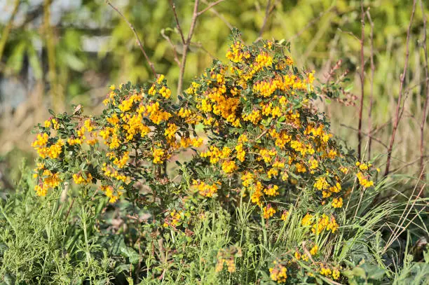 Photo of Spring orange Darwin's barberry (Berberis darwinii) flowers