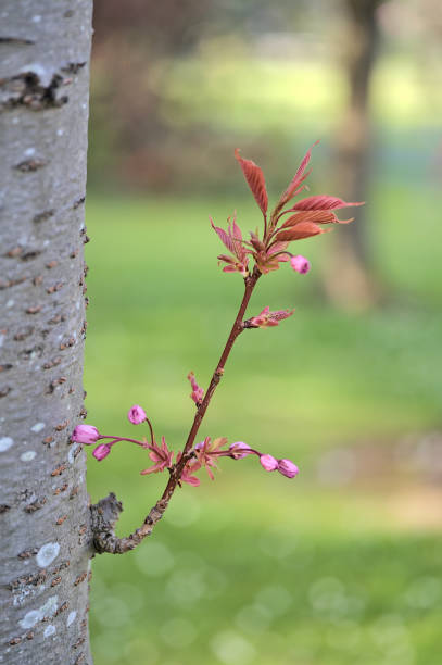 Delicate spring shoot of pink cherry (Prunus Shogetsu Oku Miyako) flowering tree on its trunk stock photo