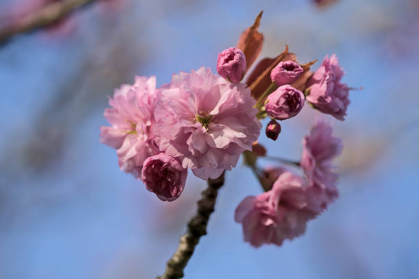 Delicate spring pink cherry (Prunus Shogetsu Oku Miyako) blossom flowering tree branch stock photo