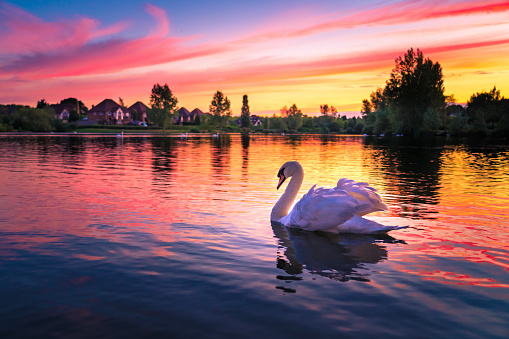 Swan on a lake in the sunset light