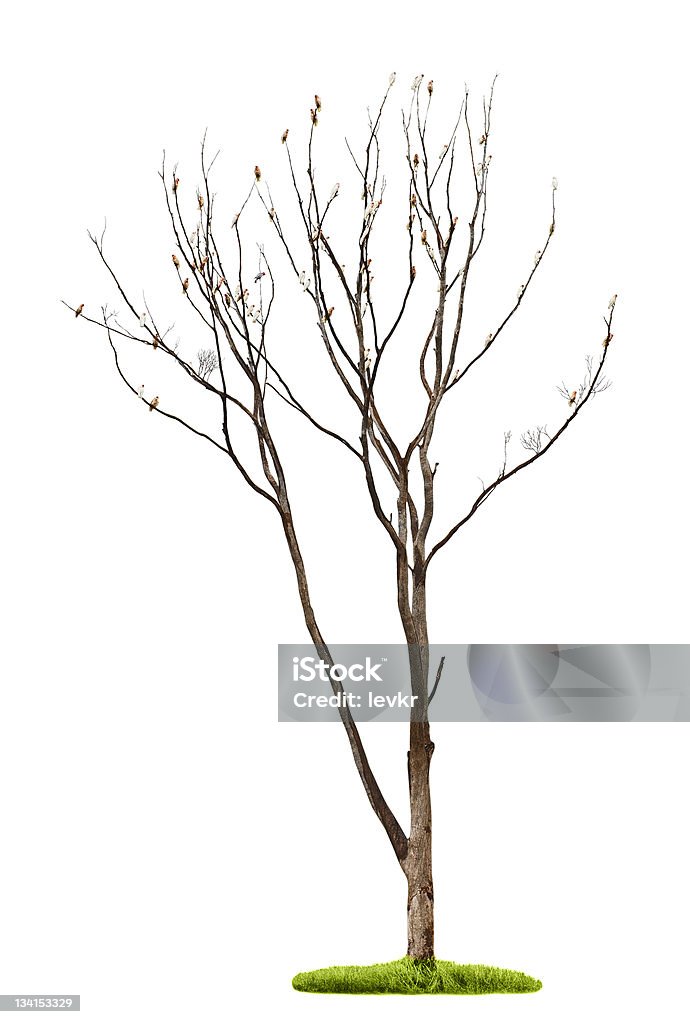木に白背景 - オウムのロイヤリティフリーストックフォト