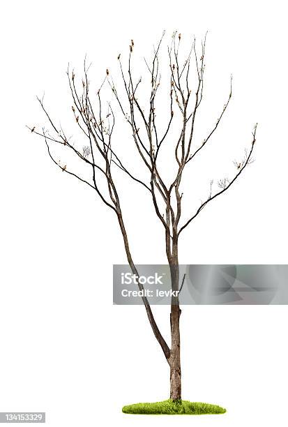 木に白背景 - オウムのストックフォトや画像を多数ご用意 - オウム, ワイルドライフ, 一つ