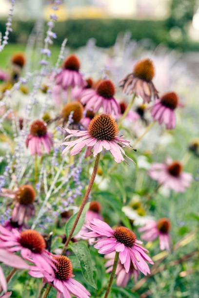 istock Close-up of Flowers 1341534133