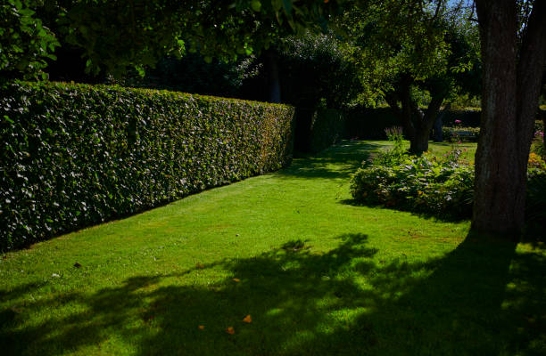 istock Park like private garden 1341534423